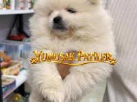 AYICIK POMERANİAN BOO
