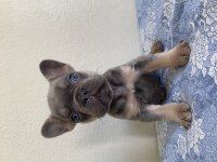 Lilac and Tan french bulldog Bebekler
