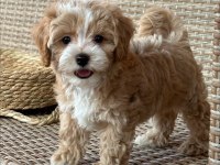 Irk Ve Sağlık Garantili Maltipoo