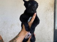 Siyah Erkek Malinois yavru 60 günlük
