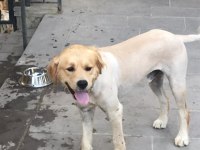 2 YAŞINDA AŞILARI TAM ÇİPİ TAKILMIŞ ERKEK GOLDEN