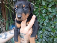 IRK VE SAĞLIK GARANTİ SAF KAN DOBERMAN YAVRULARIMIZ