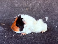 Sevimli Ginepigler