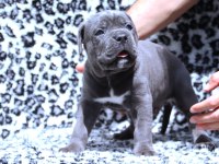 Fcı-Kıf Secereli Safkan Cane Corso Yavrular