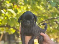 EGZOTİK DİŞİ BRİNDLE PUG YAVRUSU