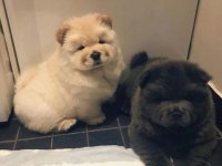 Chow Chow Çin Aslanı yavrular