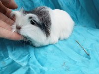 Safkan Coronet Ginepig Yavrularımızı Gördünüz Mü?