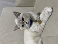 8 aylık erkek british shorthair
