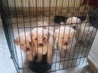 Maltipoo yavrularımız ailelerine kavuşmayı bekliyor