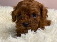 EN GÜZEL TOY POODLE