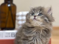 2 aylık 17 adet sağlık garantili british longhair yavrular