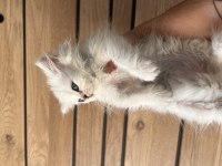Beyaz dişi british longhair yavrumuz