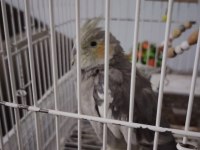 2 yaşında dişi Sultan Papağanı