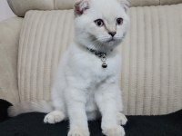 2.5 aylık erkek safkan scottish fold blue point