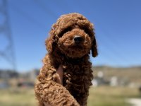 Petmode köpek çiftliğinde ziyarete açık toy poodle