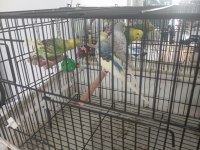 Satılık 2 çift muhabbet kuşu