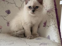 British longhair blue point safkan