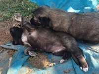 Sivas aslanı kangal