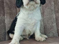 CAVALİER KİNG CHARLES KÖPEĞİMİZ