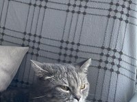 Acill sahiplendirme