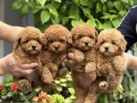 Sevgiyle Büyütülmüş Aşılı Toy Poodle Yavrular