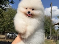 ÜST DÜZEY KUSURSUZ KARBEYAZ POMERANİAN BOO