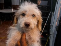 MALTİPOO KÖPEKLERİ