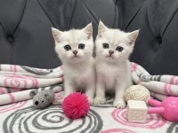A kalite british shorthair bebekler