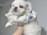 Safkan Shih -tzu Yavru köpekler