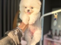 Pomeranian yavrumuza yuva arıyoruz