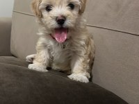 2.5 Aylık Dişi Yavrumuz Maltipoo