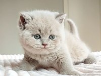 Masum Bebeğim  Lilac British Shorthair 