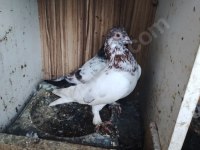 Erkek Kırmızı Şallı Tip Güvercin