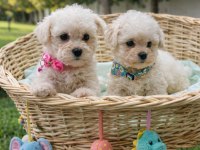 Beyaz Bulut Bichon Frise Bebekler