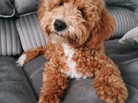 6 aylık erkek poodle