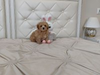 Kore maltipoo yavrular
