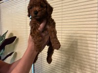 Oyuncu Toy Poodle yavrularımız