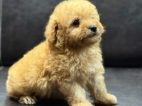 Maltipoo erkek yavru üç aylık