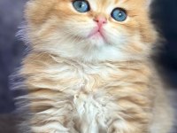British longhair golden bebek
