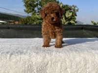 Kore Kan Toy Poodle Bebekler