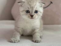 Scottish Shorthair Lynx Tekirdag Süleymanpasa