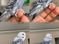 Evcil 2 aylık erkek muhabbet kuşu
