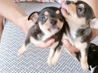 Orjinal pinscher yavruları