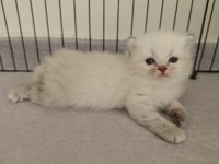 Scottish fold ve scottish straight yavrularım