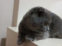 Orijinal scottish fold yavrusu