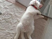 British Longhair cinsi kedimiz