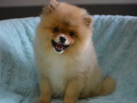 BEBEKLER BEBEĞİ POMERANİAN BOO