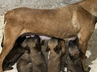 Belçika Kurdu (Malinois)