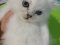 British longhair kedisi 2 aylık