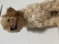Erkek Güzeli Maltipoo Bebeğim
